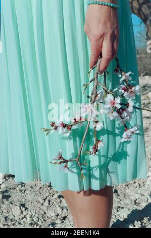 Woman's hand holding almond banch full of flowers in bloom mint skirt background Stock Photo