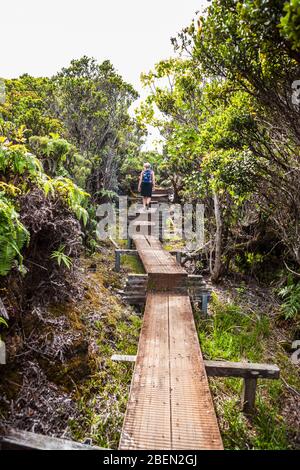 Boardwalk On The Alakai Swamp Trail, Kokee State Park, Kauai, Hawaii 