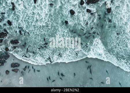 Elephant Seals Swim in the Pacific Ocean off San Simeon Beach Stock Photo