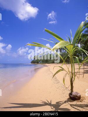 Coconut germinating on tropical Beach, Pangaimotu Island, Tongatapu, Kingdom of Tonga Stock Photo