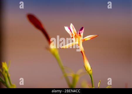 Jasminum officinale, flowering plant in the olive family Oleaceae, in a pot in natural light Stock Photo