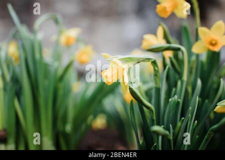 close up of daffodils growing on the streets of Stockholm Stock Photo