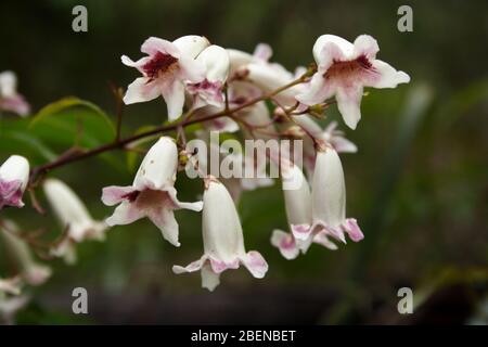 Flowers of the Wonga Wonga Vine, Pandorea pandorana. Stock Photo