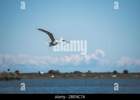Flying seagull on the west coast Pacific Ocean in Canada. Stock Photo