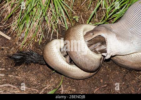 Olive Python feeding on Rock Wallaby Stock Photo - Alamy