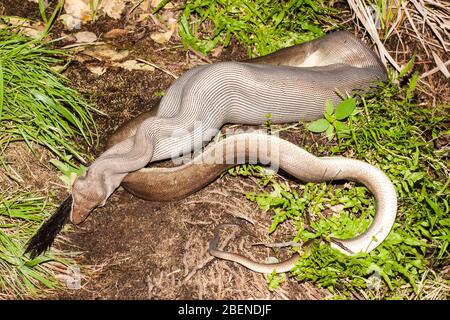 Olive Python feeding on Rock Wallaby Stock Photo - Alamy