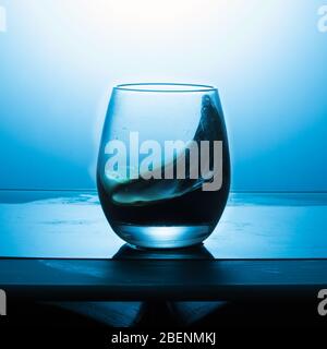 Splash of wine in a glass on a blue textured background. Stock Photo