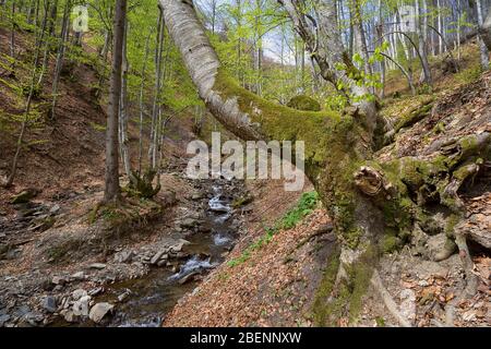 View of the creek and trees spring forest. Carpathians Stock Photo