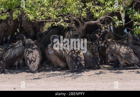 White-backed vulture in the shade of a tree in Chobe National Park, Botswana Stock Photo