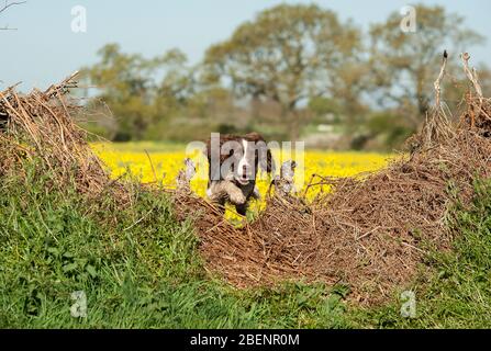 Springer Spaniel Stock Photo