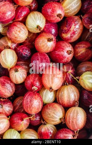 Set of gooseberry. Gooseberries fruits in paper baskets. Green and red gooseberry isolated on white. Sweet and juicy berry. Top view. Stock Photo