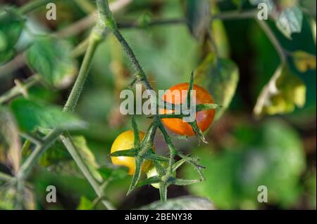 The green star shaped stem that holds are tomato is shown photographed from above Stock Photo