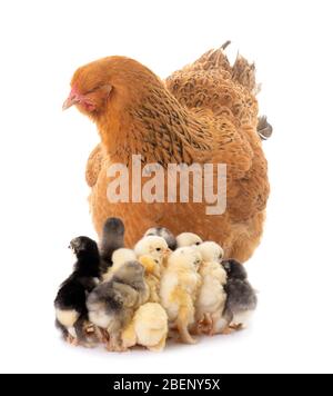 brahma chicken and chicks in a studio Stock Photo