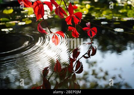 The sun Boston ivy down into the pond Stock Photo