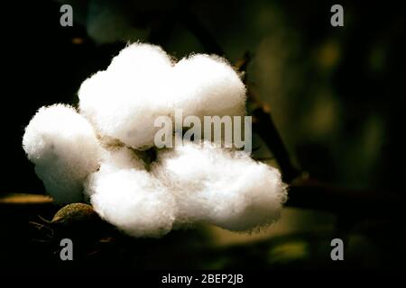 fiber cotton in a field , china Stock Photo