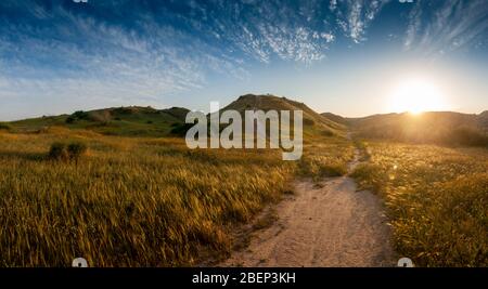 Impressive example of transformation desert into savanna in Southern Israel. The wheat spikes on the foreground are just weeds Stock Photo