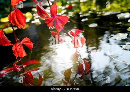 Red sun of climb down into the pond Stock Photo