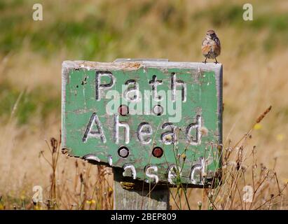 Stonechat, Saxicola torquata, sitting on a weathered Path Ahead Closed sign in a field. Taken at Hengistbury Head UK Stock Photo