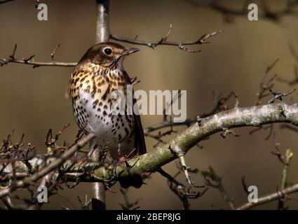 Front Shot Of A Song Thrush, Turdus philomelos, Perched In A Tree Looking Left On A Diffuse Brown Backgrouond. Taken at Stour Valley UK Stock Photo