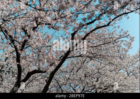 Walking around a cherry tree during the beautiful blossoming Stock Photo