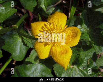 Blooming Kingcup or Marsh Marigold (Caltha palustris), Bavaria, Germany, Europe Stock Photo