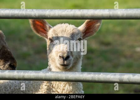 South Wraxall, Wiltshire, UK. 15th April 2020. A gathering of young lambs play in the early morning sunshine, growing with confidence as they venture further from their mothers and group together, playing around a water trough, far too large to drink from. Credit: Casper Farrell/Ģ����ý News Stock Photo
