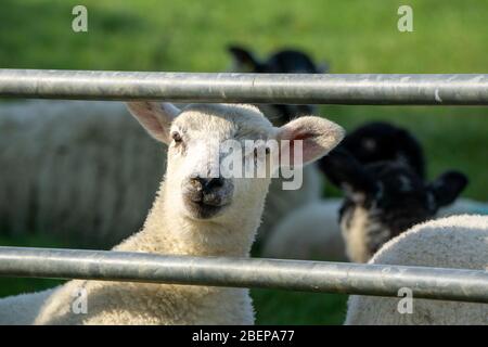 South Wraxall, Wiltshire, UK. 15th April 2020. A gathering of young lambs play in the early morning sunshine, growing with confidence as they venture further from their mothers and group together, playing around a water trough, far too large to drink from. Credit: Casper Farrell/Ģ����ý News Stock Photo