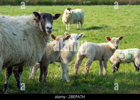 South Wraxall, Wiltshire, UK. 15th April 2020. A gathering of young lambs play in the early morning sunshine, growing with confidence as they venture further from their mothers and group together, playing around a water trough, far too large to drink from. Credit: Casper Farrell/Ģ����ý News Stock Photo