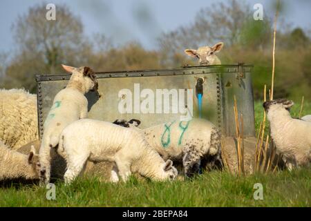 South Wraxall, Wiltshire, UK. 15th April 2020. A gathering of young lambs play in the early morning sunshine, growing with confidence as they venture further from their mothers and group together, playing around a water trough, far too large to drink from. Credit: Casper Farrell/Ģ����ý News Stock Photo