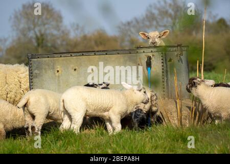 South Wraxall, Wiltshire, UK. 15th April 2020. A gathering of young lambs play in the early morning sunshine, growing with confidence as they venture further from their mothers and group together, playing around a water trough, far too large to drink from. Credit: Casper Farrell/Ģ����ý News Stock Photo