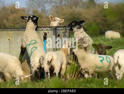 South Wraxall, Wiltshire, UK. 15th April 2020. A gathering of young lambs play in the early morning sunshine, growing with confidence as they venture further from their mothers and group together, playing around a water trough, far too large to drink from. Credit: Casper Farrell/Ģ����ý News Stock Photo