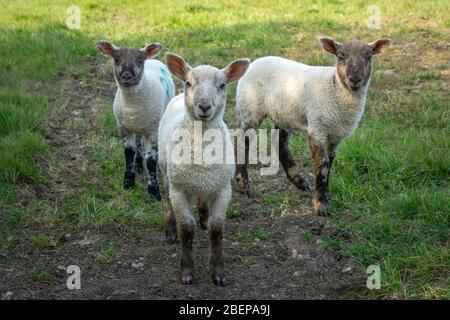South Wraxall, Wiltshire, UK. 15th April 2020. A gathering of young lambs play in the early morning sunshine, growing with confidence as they venture further from their mothers and group together, playing around a water trough, far too large to drink from. Credit: Casper Farrell/Ģ����ý News Stock Photo