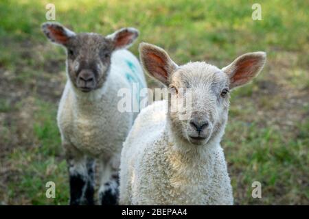 South Wraxall, Wiltshire, UK. 15th April 2020. A gathering of young lambs play in the early morning sunshine, growing with confidence as they venture further from their mothers and group together, playing around a water trough, far too large to drink from. Credit: Casper Farrell/Ģ����ý News Stock Photo