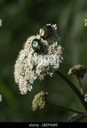 Rose Chafer Beetles, Cetonia aurata, Crawling Over And Feeding On Cow Parsley flower, Anthriscus sylvestris. Taken Wales UK Stock Photo