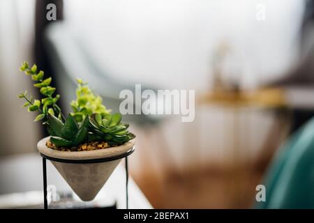 Mini succulent cactus plant in small concrete pot.Decorating with succulents indoors.Home interior design,cozy living space.Low maintenance house plan Stock Photo