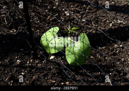 A climbing french bean seedling next to garden netting with two big leaves Stock Photo