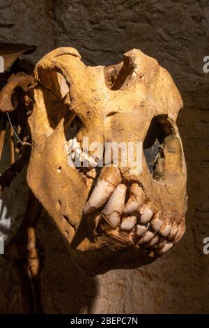 Fossilized skull of a cave bear (Höhlenbär or Ursus spelaeus) on display in the Siegsdorf Mammoth Museum, Siegsdorf, Bavaria, Germany. Stock Photo