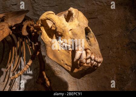 on display in the Siegsdorf Mammoth Museum, Siegsdorf, Bavaria, Germany. Stock Photo