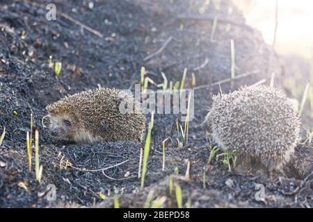hedgehogs in spring marriage games Stock Photo