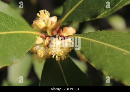 Close up image of the tiny white flowers of Laurus nobilis also know as bay ltree, or bay laurel. Stock Photo