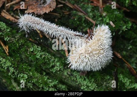 Tilachlidium brachiatum, known as cactus fungus, a sac fungi growing on a host fungus in Finland Stock Photo