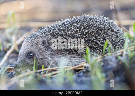 hedgehog among burnt grass on ash Stock Photo