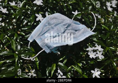 Surgical mask sitting on Jasminum sambac also known as: Arabian jasmine, Sambac jasmine, Sampaguita in the Philippines, and Melati Putih in Indonesia. Stock Photo