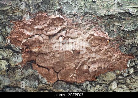 Phellinus ferrugineofuscus, a resupinate polypore fungus from Finland with no common english name Stock Photo