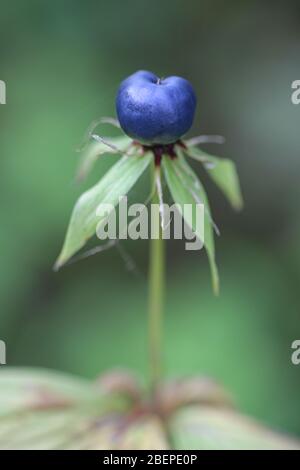 Paris quadrifolia, known as the the herb-paris or true lover's knot, wild plant from Finland Stock Photo
