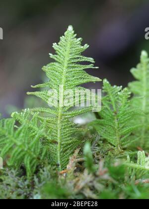 Ptilium crista-castrensis, known as the knights plume moss or ostrich-plume feathermoss Stock Photo