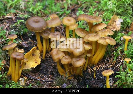 Craterellus tubaeformis (formerly Cantharellus tubaeformis), known as yellowfoot, winter mushroom, or funnel chanterelle Stock Photo