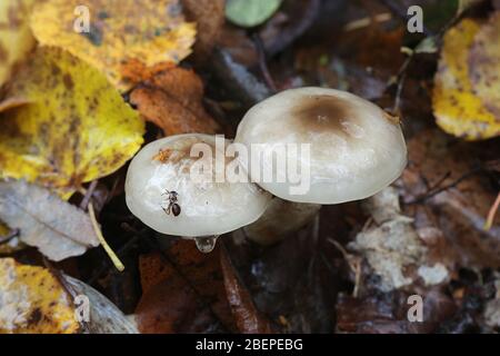 Hygrophorus persoonii, a woodwax or waxy cap mushroom from Finland with no common english name Stock Photo