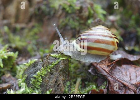 Cepaea hortensis, known as garden banded snail or white-lipped snail, photographed in March in Finland Stock Photo