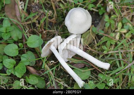 Inocybe geophylla, commonly known as the earthy inocybe, common white inocybe or white fibercap, wild mushroom from Finland Stock Photo